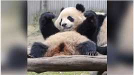 熊猫舞王争霸赛来这吸熊猫大熊猫