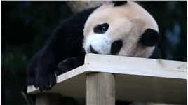 福宝小时候因太调皮被妈妈打，委屈的趴在木板上等爷爷来哄...熊猫国宝熊猫