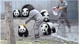 这群小猪们吃饭超积极...熊猫国宝熊猫