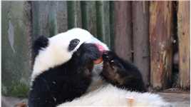 花花捧着苹果吃了很久...熊猫国宝熊猫热恋夏季