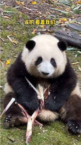 谁能拒绝花花的直视#大熊猫和花#熊猫宝宝#这也太可爱了吧
