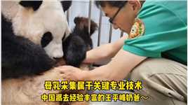 姜爷爷为了给双胞胎二宝吃上熊猫初乳，跟中国派去的王平峰教授学习正确方法，爱宝全程都非常配合，二宝得以顺利喝到了妈妈的初乳，这对于幼崽的成长来说是迈出了至关重要的一步



