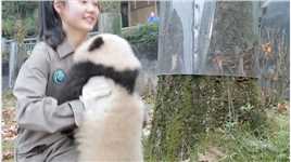 索要抱抱的熊猫宝宝...熊猫国宝熊猫