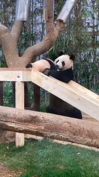 爱女士熊教版滑滑梯，就是yyds#大熊猫爱宝#大熊猫睿宝#来这吸熊猫#大熊猫