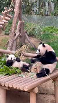 爱女士：辉宝严选！辉：？？？#大熊猫#大熊猫爱宝#大熊猫辉宝#睿宝辉宝