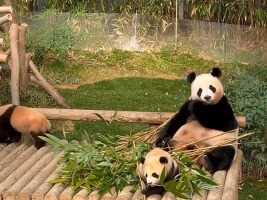爱睿辉，3个可爱的小熊公仔！吃饭总会时不时瞄一下宝宝的爱女士#大熊猫爱宝#大熊猫睿宝#大熊猫辉宝#大熊猫