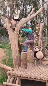 辉宝为何那样？友友们，我真的笑得有点不行了#大熊猫辉宝#大熊猫#来这吸熊猫#睿宝辉宝