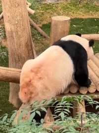 土豆腿偷袭土豆腿！爱女士和辉辉#大熊猫爱宝#大熊猫辉宝#大熊猫#来这吸熊猫