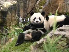 小圆梦：看在是妈妈的份上，我就让让她吧！当劈竹机欢欢拿走小卷挑的竹子，小卷大大的脑袋有大大的疑惑#大熊猫