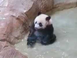 小时候热爱泡澡的圆梦小卷卷，可爱晕#大熊猫圆梦#大熊猫#来这吸熊猫