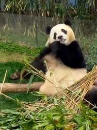 无时无刻不在散发可爱的小福#大熊猫福宝#大熊猫#来这吸熊猫
