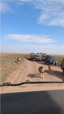 三只处于巅峰期的雄狮 在公路上巡逻 宣示着自己的领土 气场十分强大  #人与动物和谐共处 #狮子 #野生动物零距离