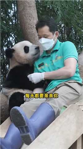 有一只粘人的熊猫小跟班是种什么体验。 #注销 