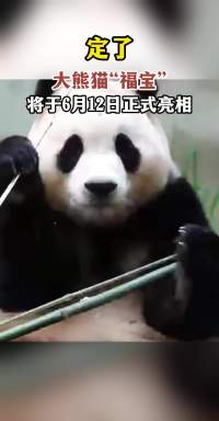 定了！大熊猫“福宝”将于6月12日正式亮相