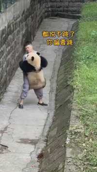 这一跳午见熊猫宝贝对饲养员的爱和信任。 