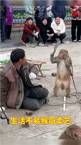 生活不易，猴哥卖艺啊！