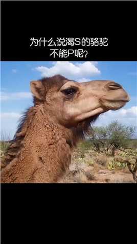 为什么说渴死的骆驼不能碰？#科普 