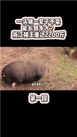 一头猪一辈子不杀，能长到多大？浙江猪王重达2200斤科普猪王争霸养猪人农村养猪人的生活 (1)