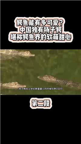 鳄鱼能有多可爱？中国独有扬子鳄，堪称鳄鱼界的软萌甜心科普扬子鳄扬子鳄吃旺旺雪饼保护野生动物 (2)