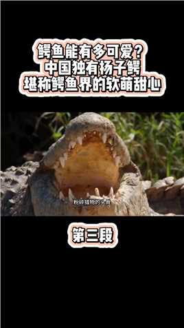 鳄鱼能有多可爱？中国独有扬子鳄，堪称鳄鱼界的软萌甜心科普扬子鳄扬子鳄吃旺旺雪饼保护野生动物 (3)