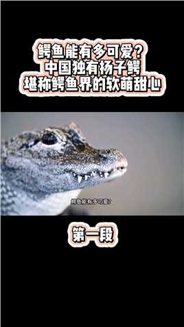 鳄鱼能有多可爱？中国独有扬子鳄，堪称鳄鱼界的软萌甜心科普扬子鳄扬子鳄吃旺旺雪饼保护野生动物 (1)