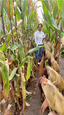 最新国审高产玉米种子