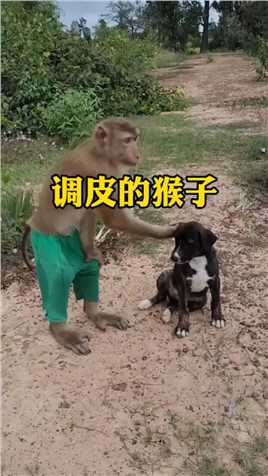 猴子竟然不让狗狗走