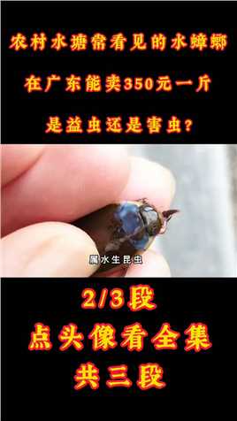 农村水塘常看见的水蟑螂，在广东能卖350元一斤，是益虫还是害虫#昆虫#水蟑螂#龙虱#广东 (2)
