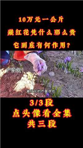 10万元一公斤，藏红花凭什么那么贵，它到底有何作用？#藏红花#养生茶#名贵药材#喝出来的健康 (3)