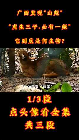 广西发现“山彪”，“虎生三子，必有一彪”，它到底是何生物？#山彪#亚洲金猫#野生动物#广西 (1)