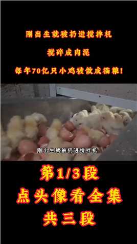 刚出生就被扔进搅拌机，搅碎成肉泥，每年70亿只小鸡被做成猫粮！#孵化鸡蛋#孵化#鸡苗#猫粮 (1)