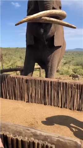 大象喝水.
