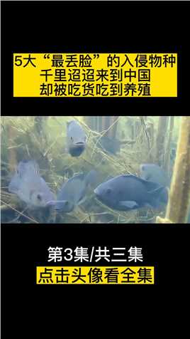 5大“最丢脸”的入侵物种，千里迢迢来到中国，却被吃货吃到养殖 (3)
