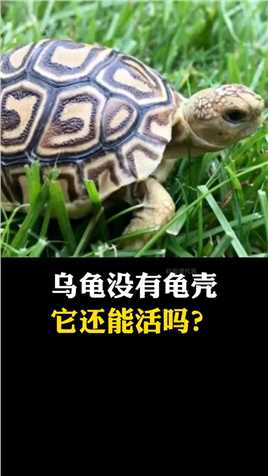 乌龟没有龟壳它还能活吗？