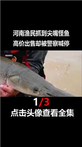河南渔民捞出怪鱼，拿去售卖却被警察阻拦