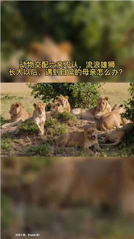 动物交配六亲不认，被驱逐的雄狮长大后，遇到自己母亲该怎么办？