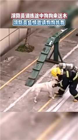 好暖心！消防员训练途中狗狗来送水，消防员盛情邀请狗狗共舞
