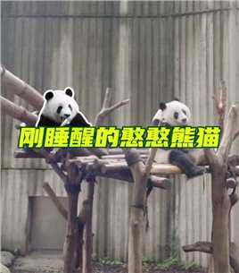 铁憨憨愁的失忆萌宠熊猫搞笑