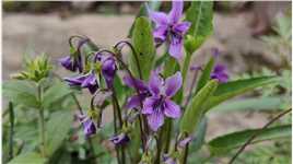 宝藏植物紫花地丁