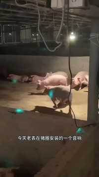 懂得音乐的猪