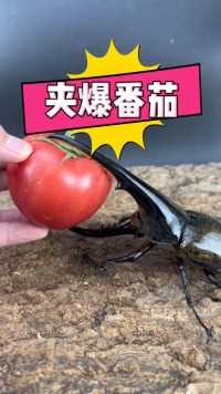 甲虫能不能夹爆番茄 大力神长戟大兜虫能否夹爆番茄呢！