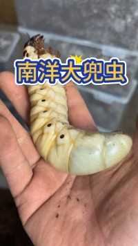 南洋大兜虫开挖，蛋白质是牛肉的10倍！