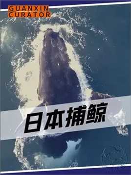 日本人究竟是为了什么捕鲸呢#日本 #鲸鱼 #是面包是空气是奇迹啊 #捕鲸 #纪录片