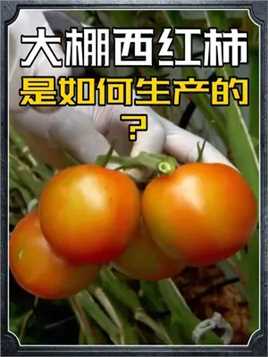 大棚西红柿是怎么生产的？不需要土壤只需一点营养液，就能大丰收 #智慧农业 #大棚蔬菜 #西红柿 #纪录片