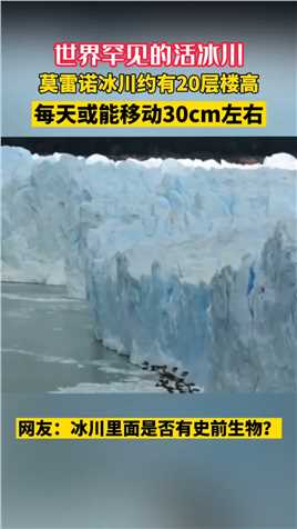 世界罕见的活冰川“莫雷诺冰川”每天大约能移动30厘米左右！ #冰川 #探索地球 #寻找1000位科普达人.