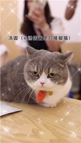 杭州萌宠聚会，别人家的猫也香了！！！！