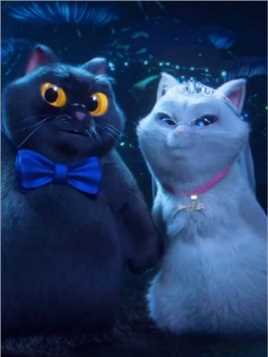 黑猫和白猫的金婚纪念日“