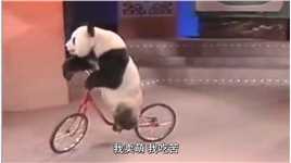 我卖萌，我吃苦，我给国家赚航母，中国顶流熊猫是怎么疯狂吸金的？ #熊猫 #冰墩墩 #国宝 #保护动物 #wise2022.mp4



