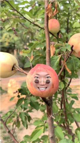 今天我变成了一个桃儿。