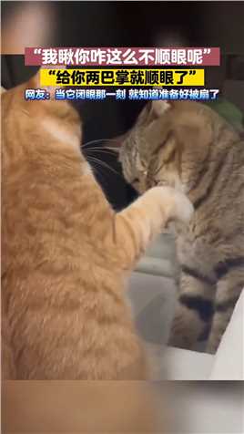 欠打的猫咪用眼神挑衅同伴，被扇了两巴掌后老实了
